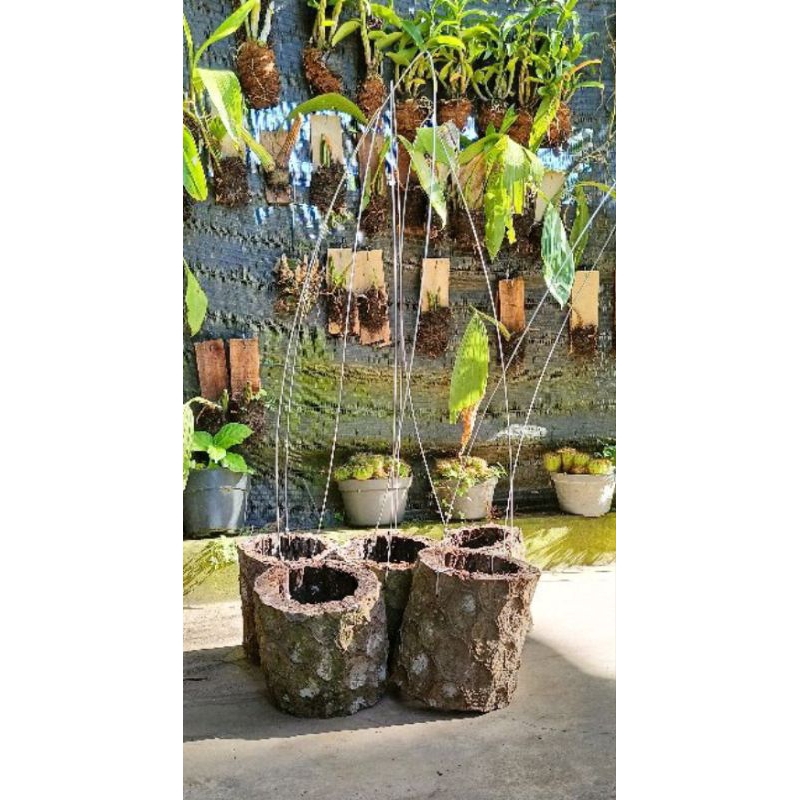 pot batang pakis + cantolan 50cm