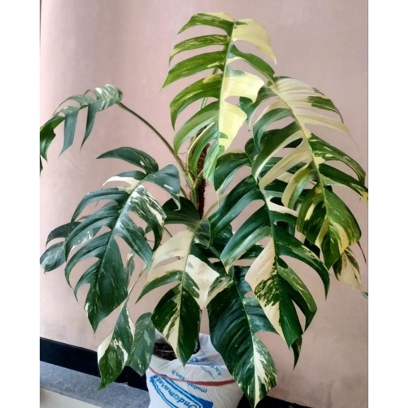 monstera Epipremnum Pinnatum Varigata - Epipremnum Varigata