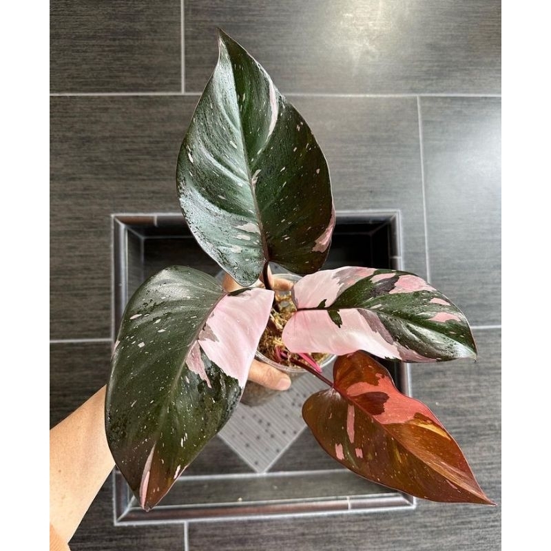 Philodendron Anderson