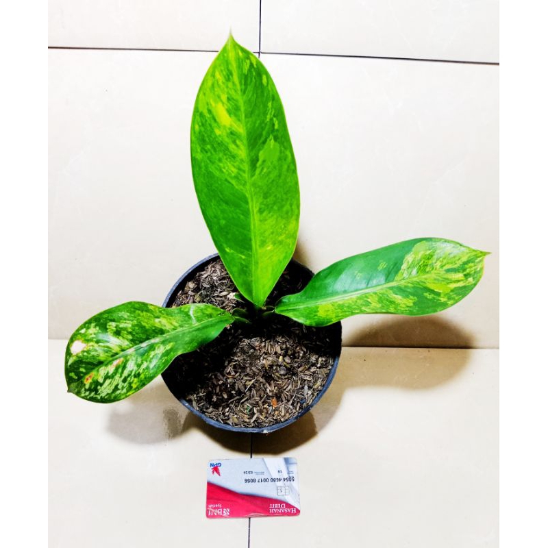 pisang panglima varigata remaja