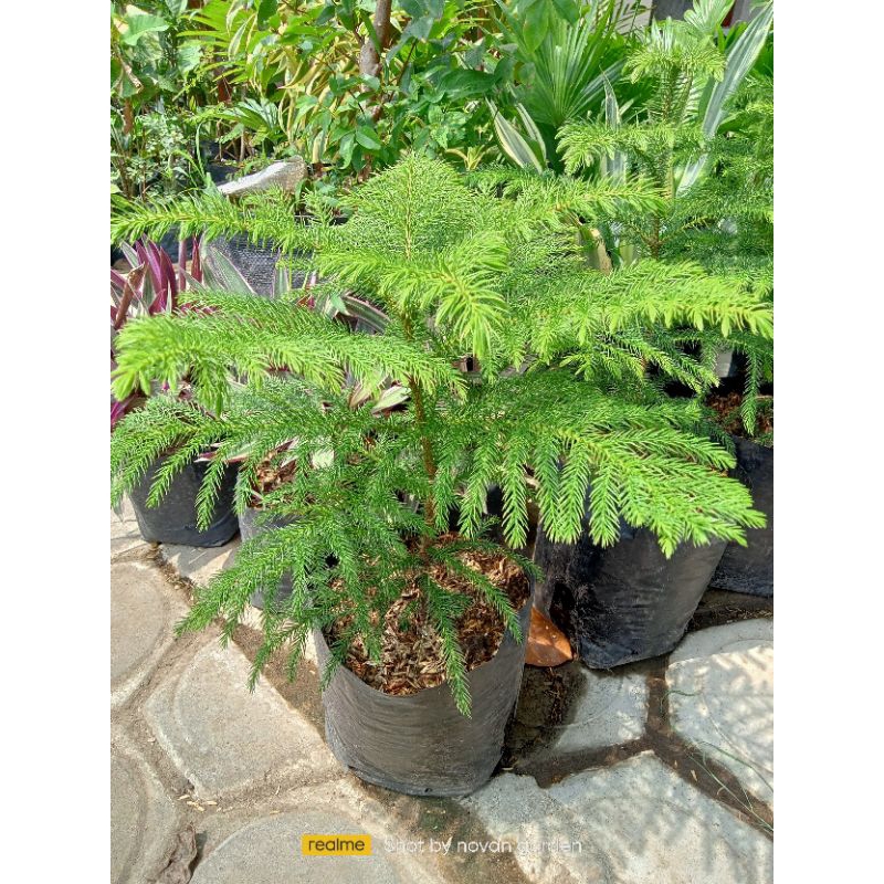 CEMARA NORFOLK | TANAMAN CEMARA NORFOLK | CEMARA PENTRIS/NORFOLK | RIMBUN-RIMBUN