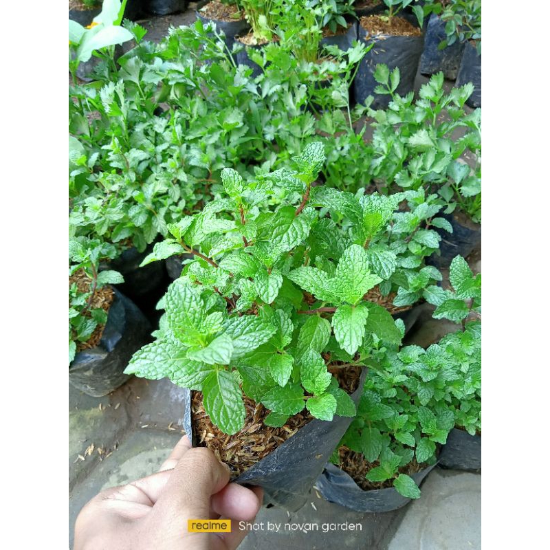 bibit daun mint | bibit mint | bibit mint keriting | tanaman mint rimbun