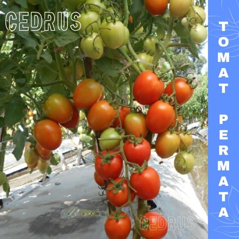 Benih TOMAT Permata (isi-10) - Bibit Biji Sayur F1