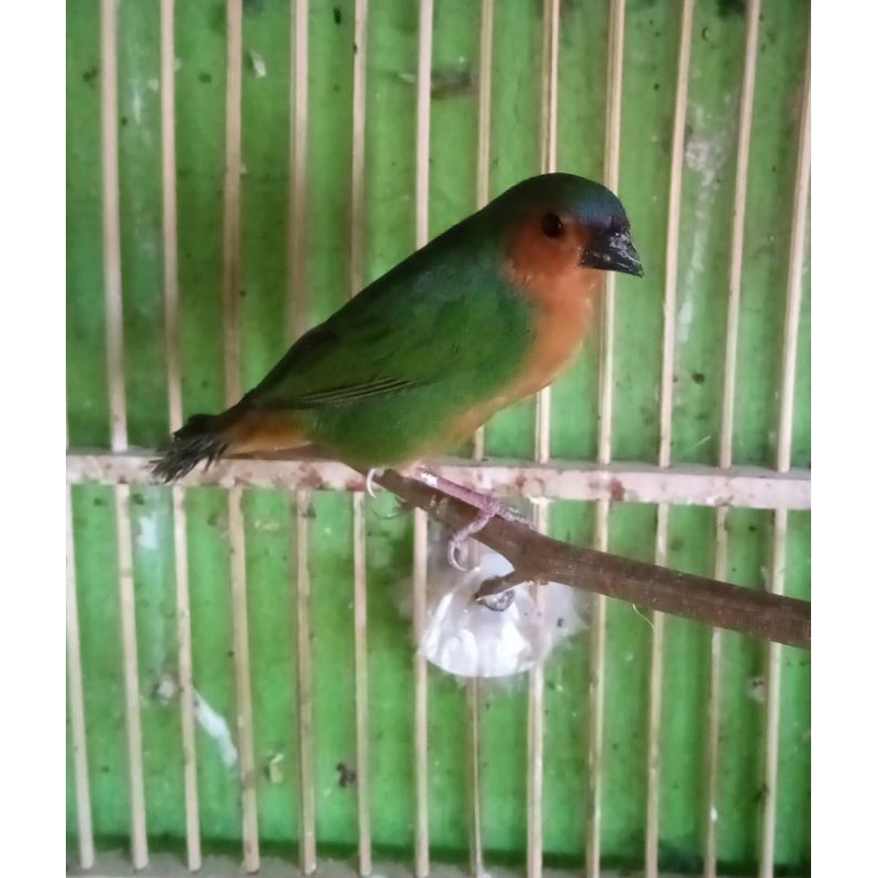 Burung Bamboo finch
