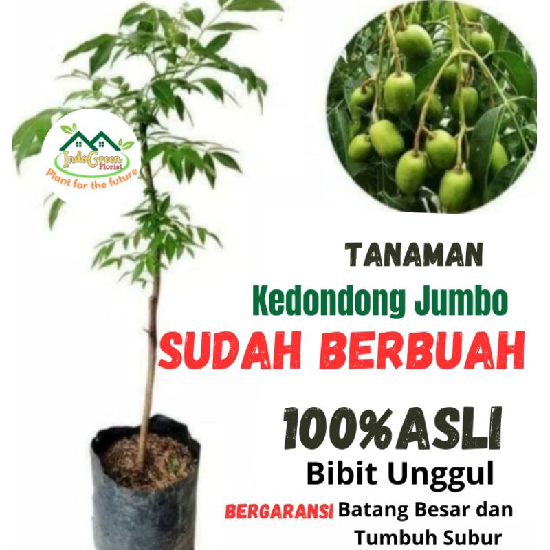 Bibit Kedondong Jumbo Sudah Berbuah / Tanaman Buah Kedondong Jumbo Berbuah