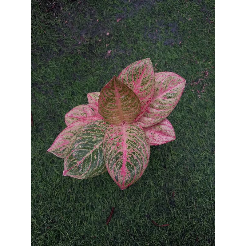 Tanaman hias aglaonema asri merah