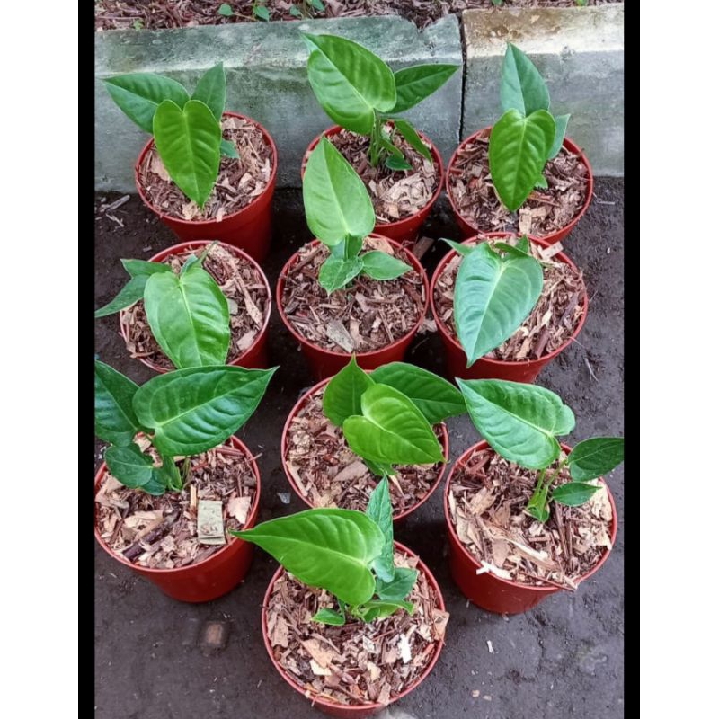 anthurium veitchii original