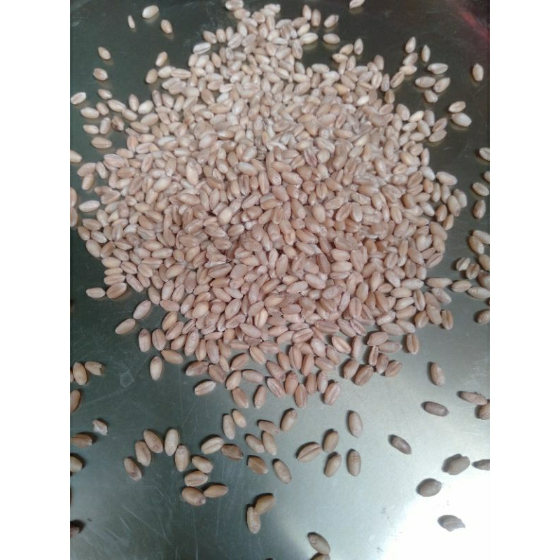 

25 KG BIJI GANDUM PUTIH - BENIH WHEAT GRASS - BENIH CAT GRSA