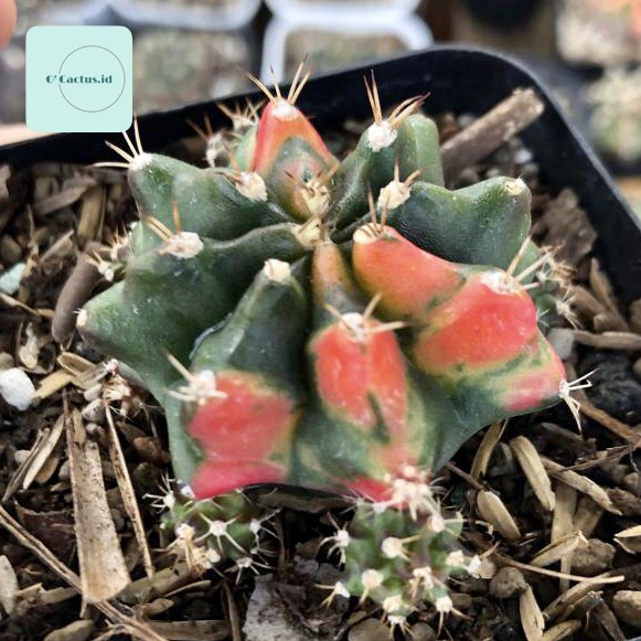Gymno Miha K3 ( Gymnocalycium Mihanovichi K3 Kaktus Mihanovichii Varigata var Tanaman Hidup Hias