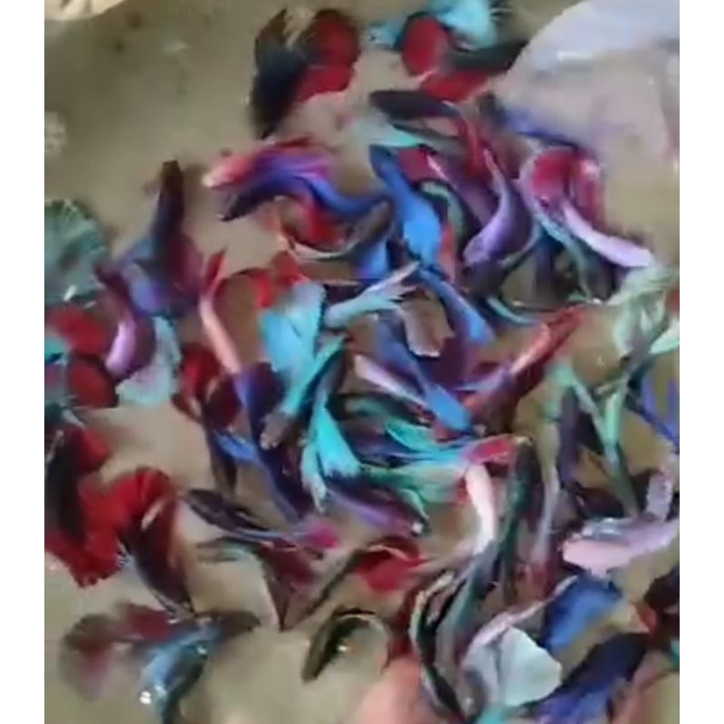 promo Bibit cupang hias selayer ukuran l paket hemat isi 5