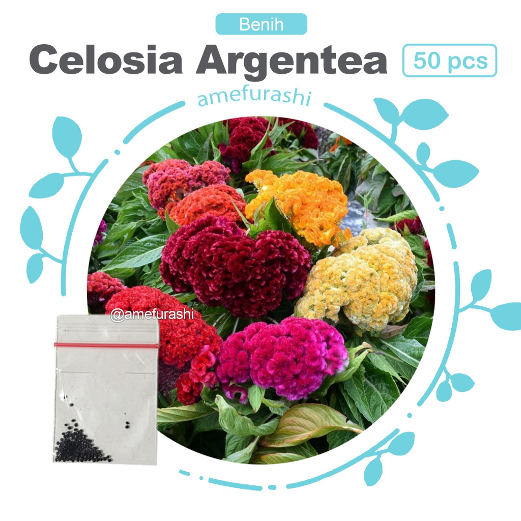 Amefurashi 50 Benih Bibit Biji Bunga Celosia Argentea Plumosa Mix Colour Biji Celosia FLower