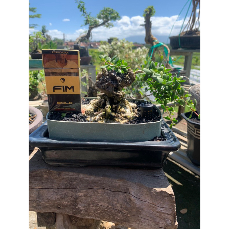 Bonsai Santigi Small / Santigi Karang mame Termurah