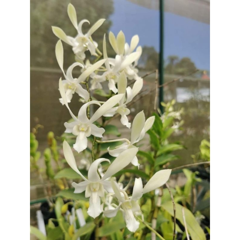 Dendrobium Caesar White Anggrek Capung Jawa