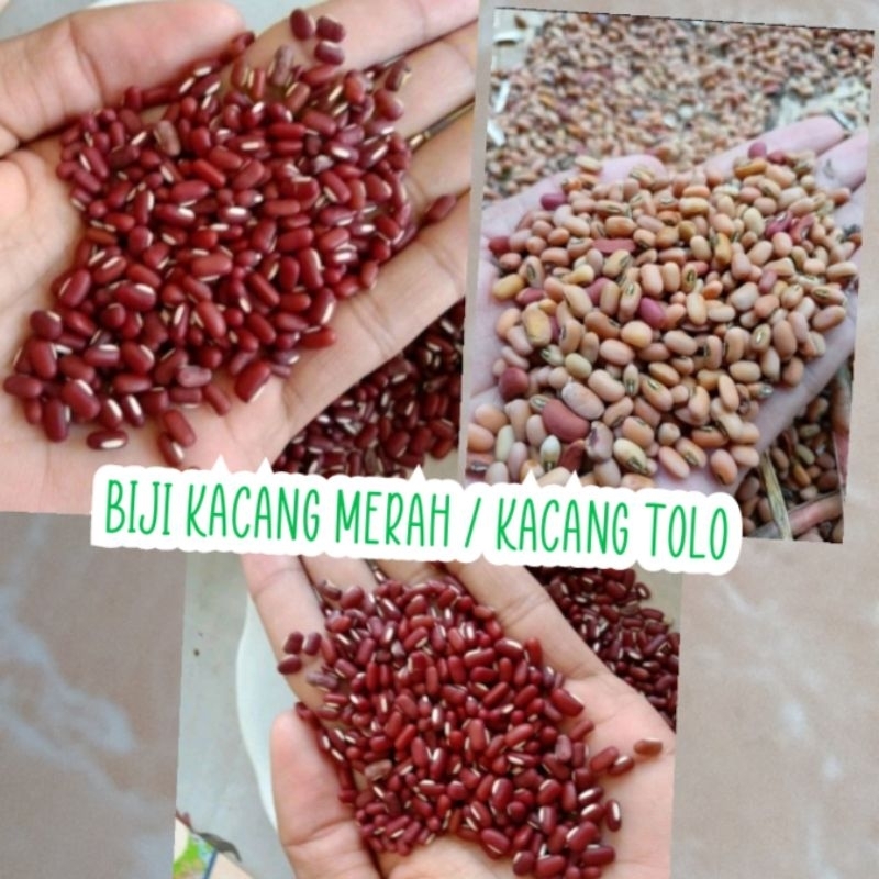 

TERRMURAH BIJI KACANG MERAH/ KACANG TOLO.