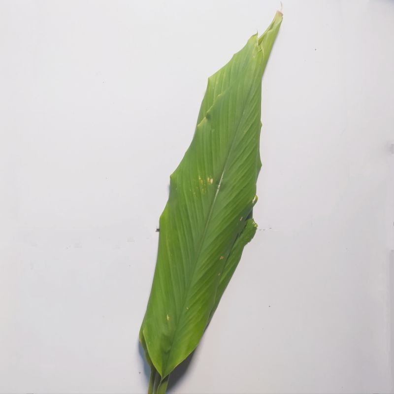 

Daun Kunyit segar Denpasar bali