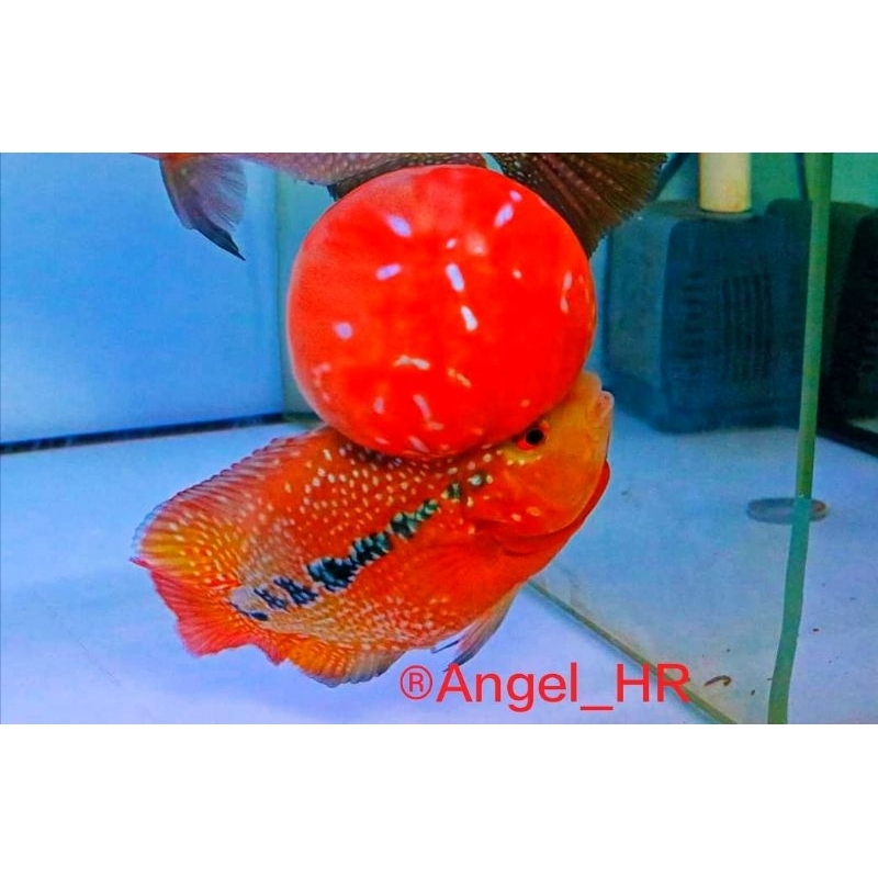 HR-Burayak Red King Kf f1 x f2 Ori Two Tone