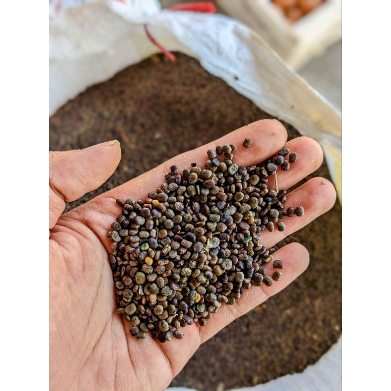 CP Centrosema pubescens benih rumput LCC