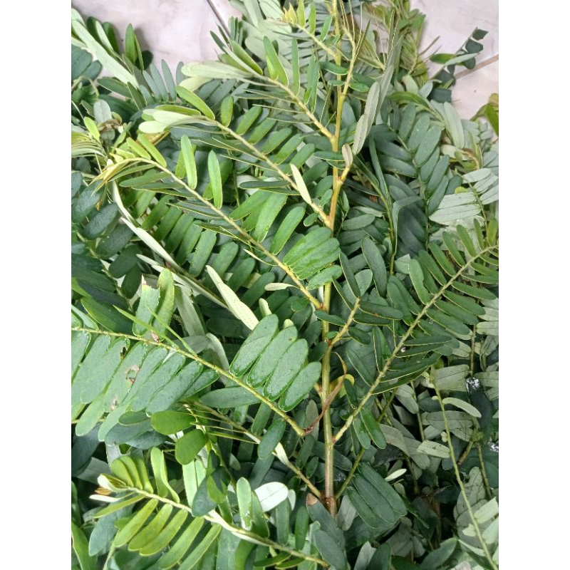 

Daun malaka segar 500 gr