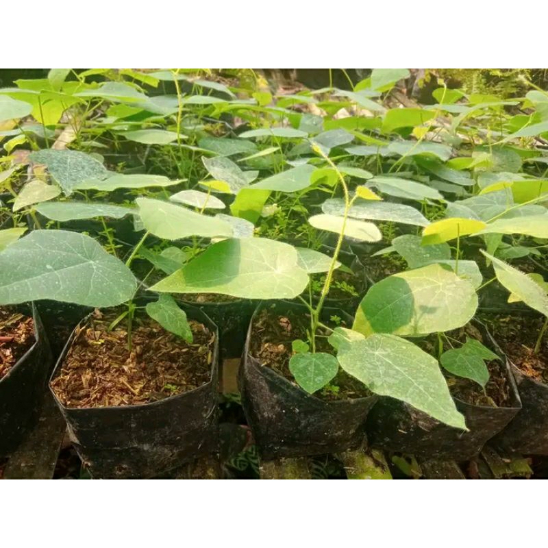 Bibit Tanaman cincau Bulu Hijau -pohon Daun cincau Bulu Rambat