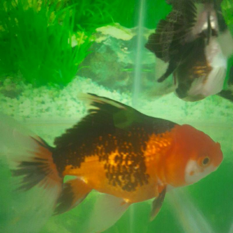 

ikan mas koki oranda tricolour