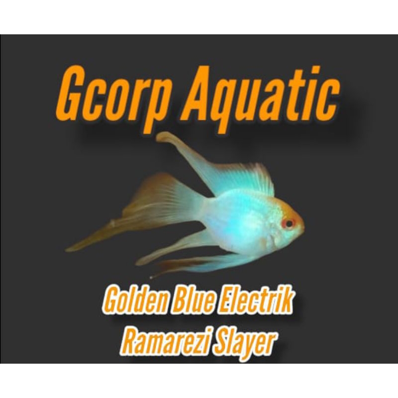 Etalase - Golden Blue Elektrik Ramarezi Slayer (Aquascape)