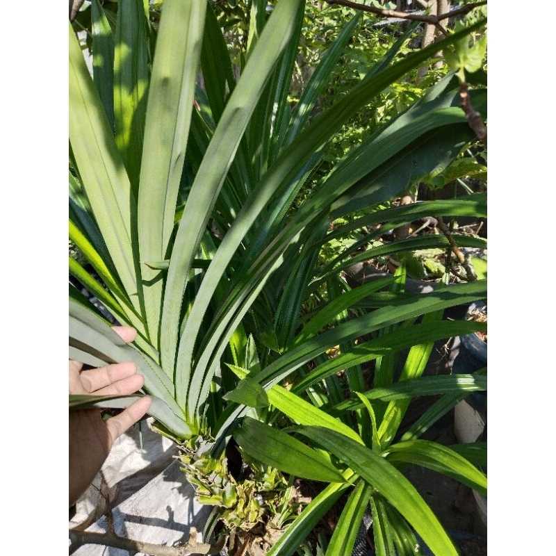 

daun pandan wangi organik