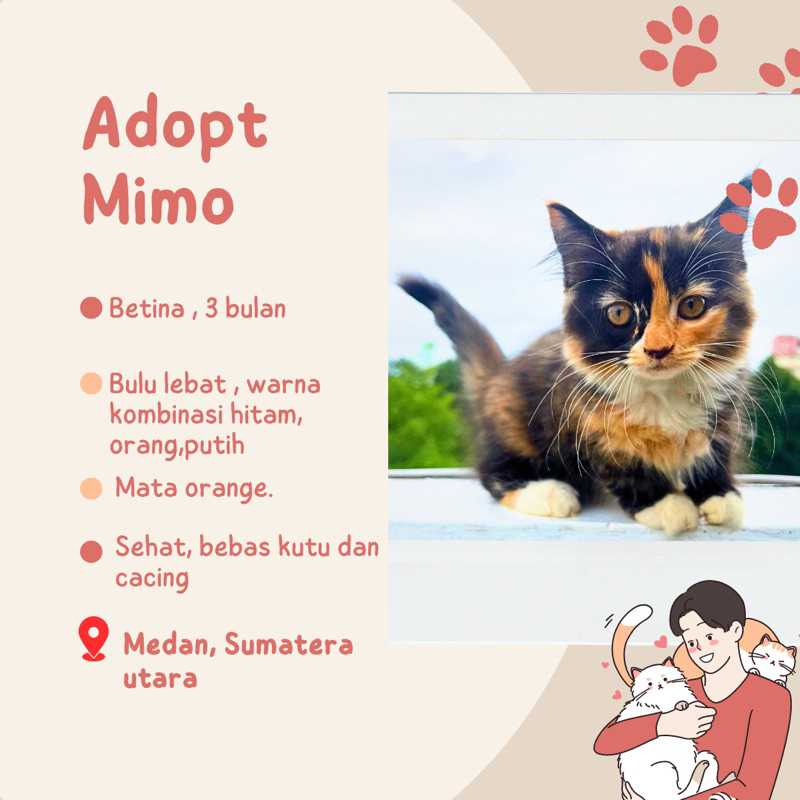 ADOPT ANAKAN KUCING