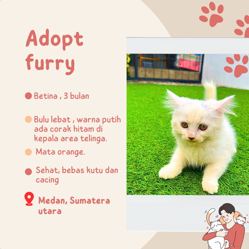 ADOPT ANAKAN KUCING