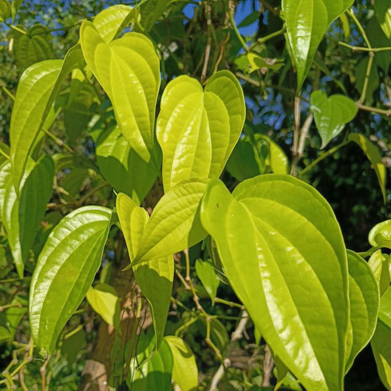 

Sirih Segar 1 Ikat isi 25 Lembar