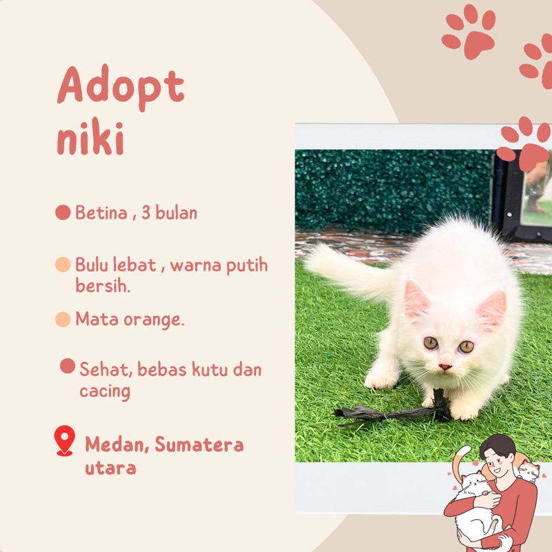 ADOPT ANAKAN KUCING
