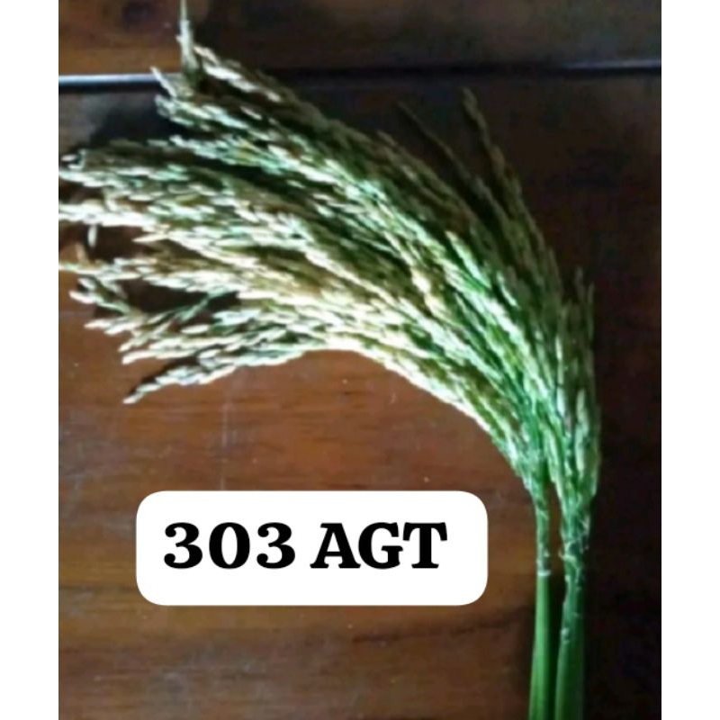 BENIH PADI UNGGUL 303 AGT