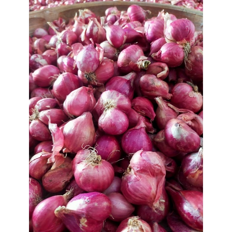

bawang merah kering kualitas super