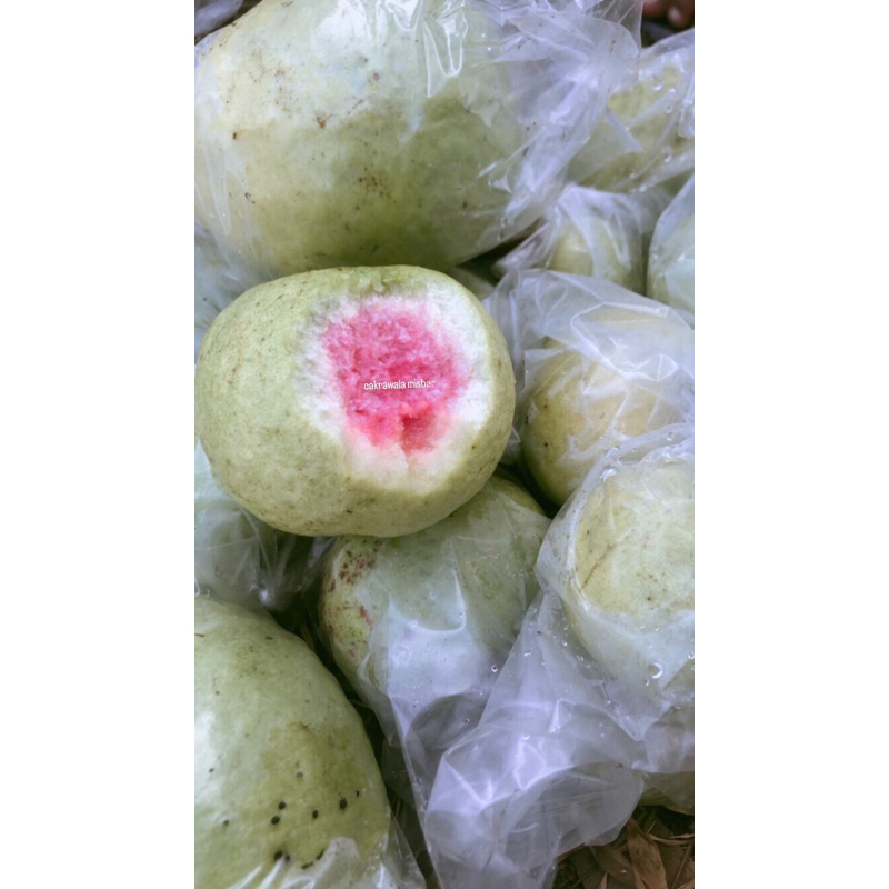 

1KG BUAH JAMBU KRISTAL MERAH bukan JAMBU MERAH BIASA