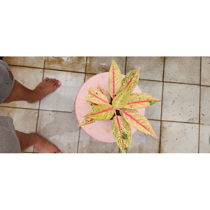 Aglonema Legacy merah