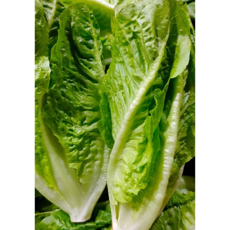 

lettuce romaine 500gram