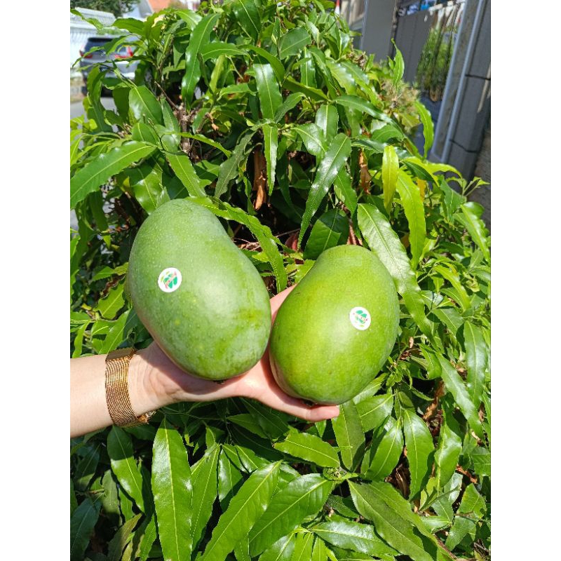

Mangga Lili super arumanis / Dus kecil isi 12