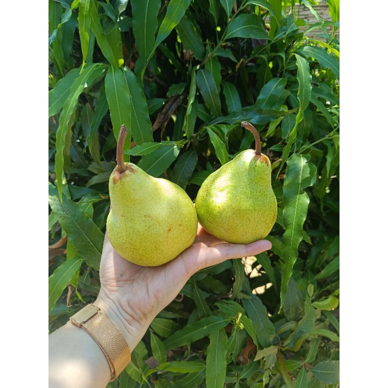 

Pear Packham Africa fruitways / kg