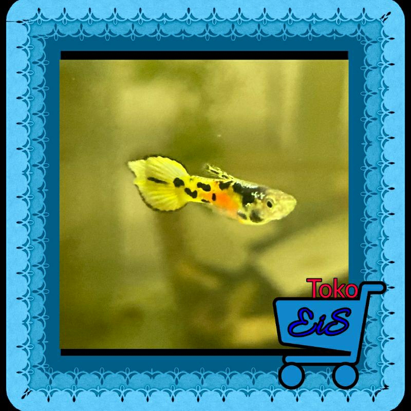 HIASAN AKUARIUM YELLOW JACKET TIGER HYBRID ENDLER GUPPY