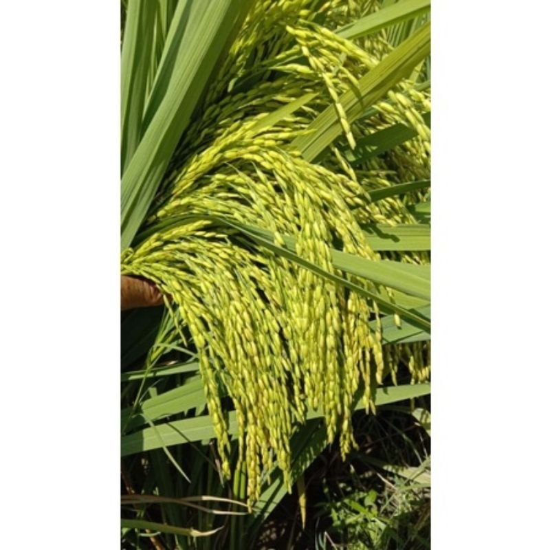 Benih bibit padi Trisultan Tri sultan galur unggul kemasan 1kg