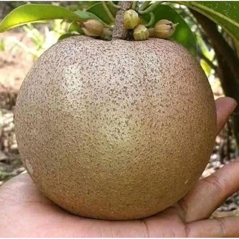 PAKET 3 SAWO JUMBO OKULASI SAMBUNG