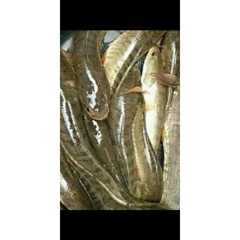 

ikan gabus seger dan press per 1kg