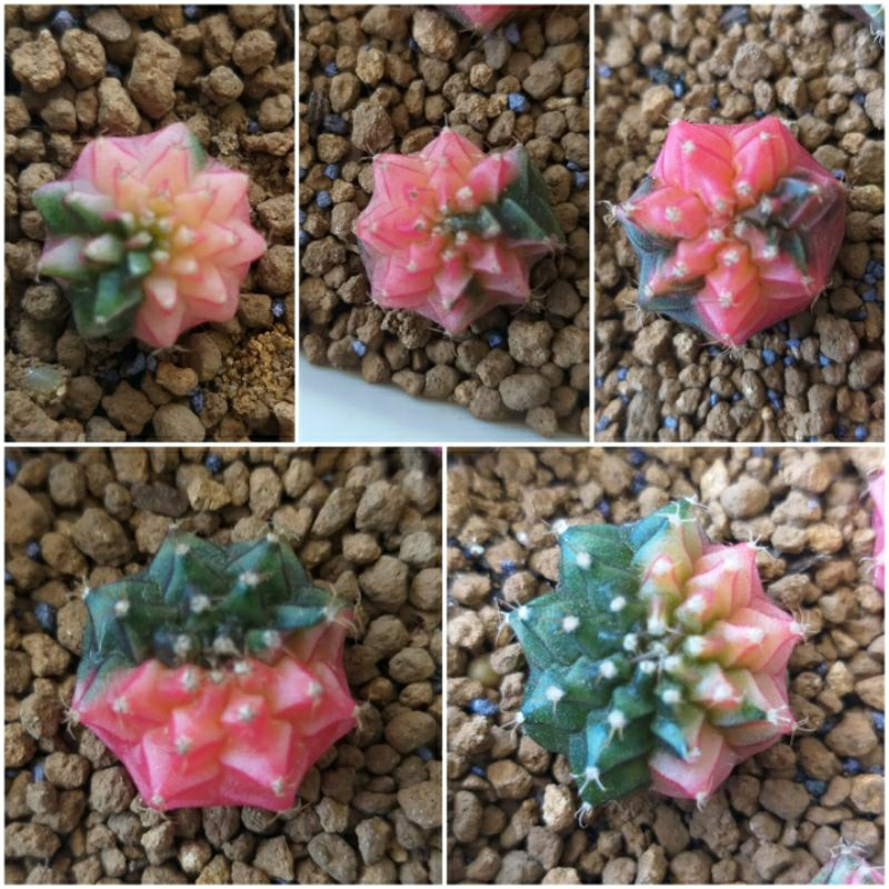 kaktus murah gymno miha varigata