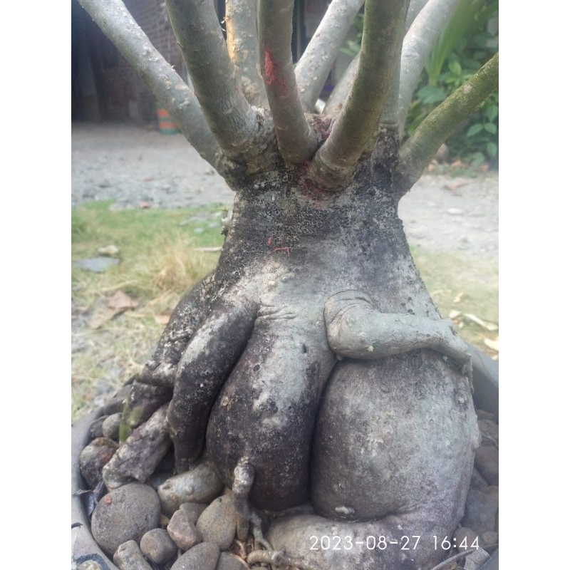 tanaman hias adenium super bagus bonggol jumbo akar rapat berkarakter cabang banyak