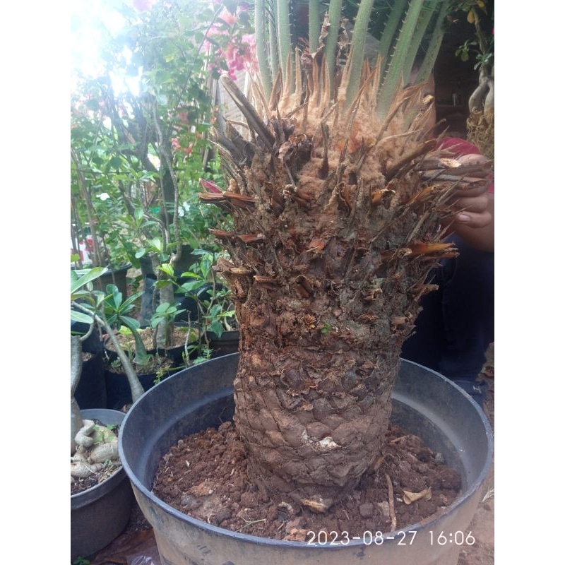 indukan sikas mawar jambe dewasa sudah besar stok cuma 1