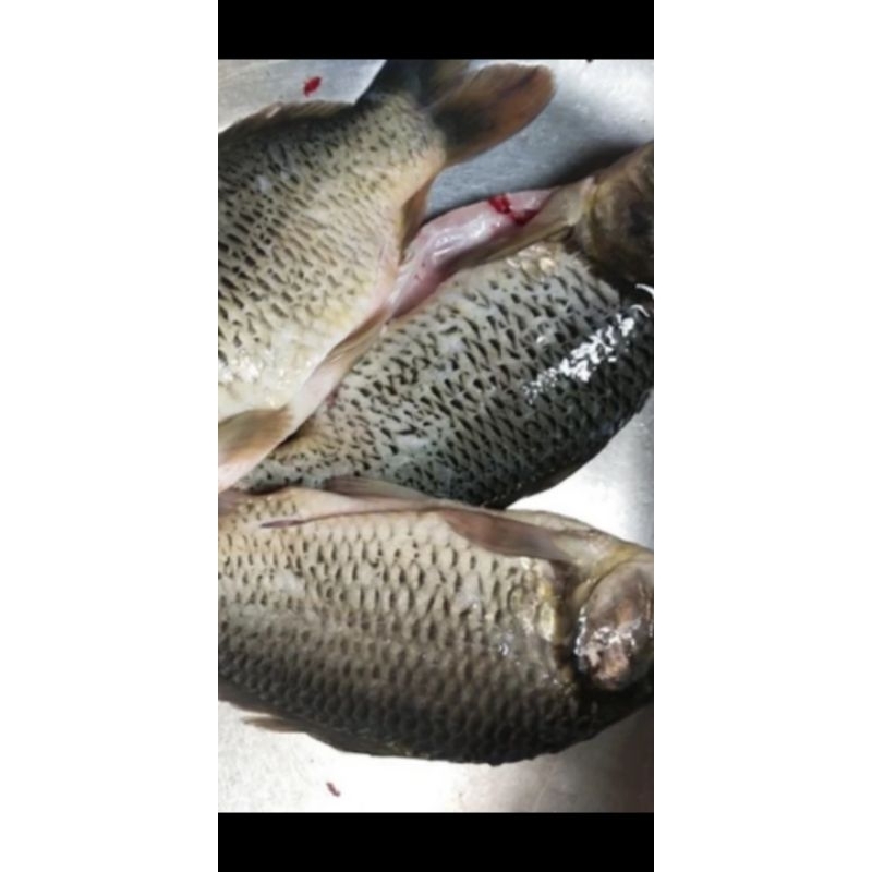 

ikan mas seger dan press per 1kg