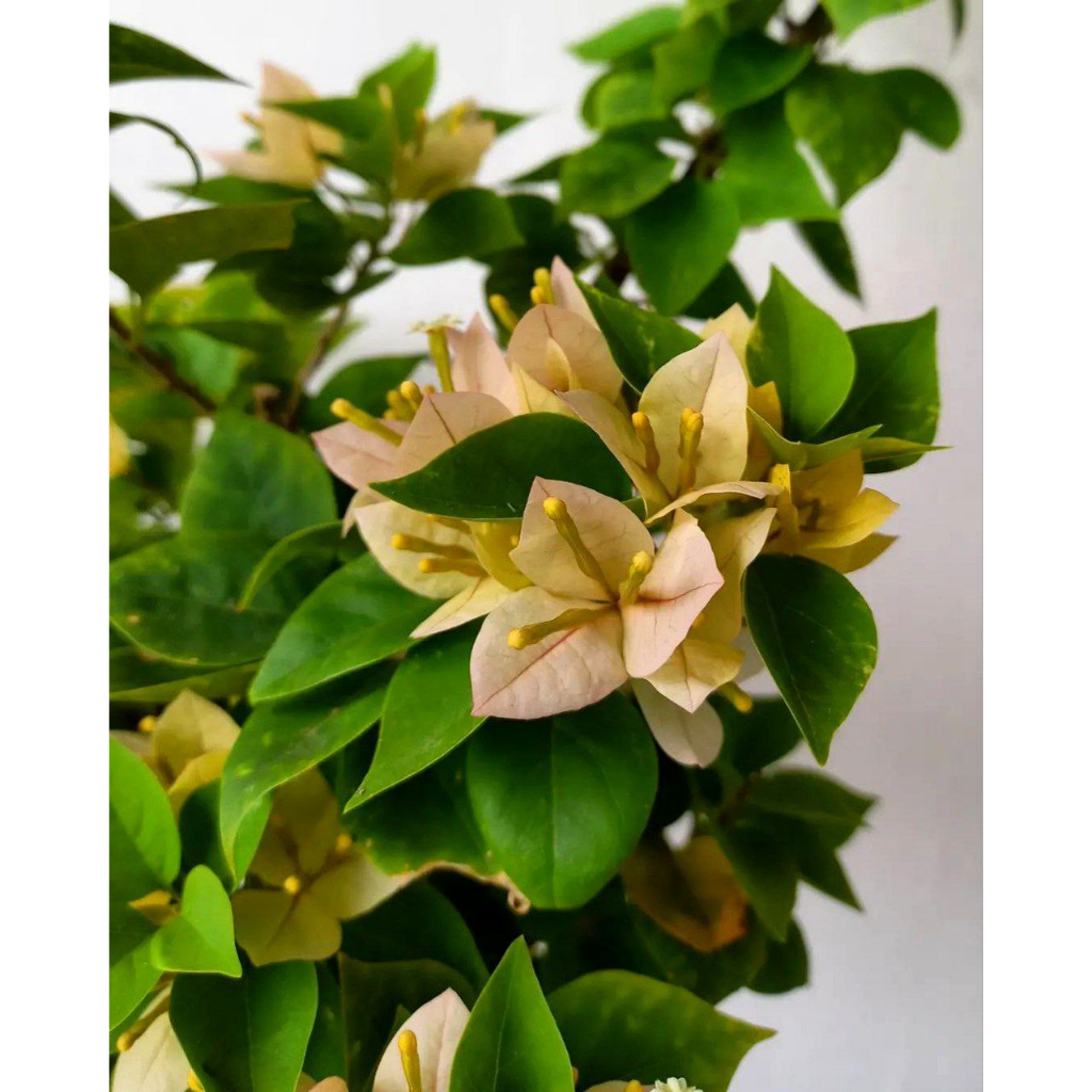 Bougenville Singapore Kuning