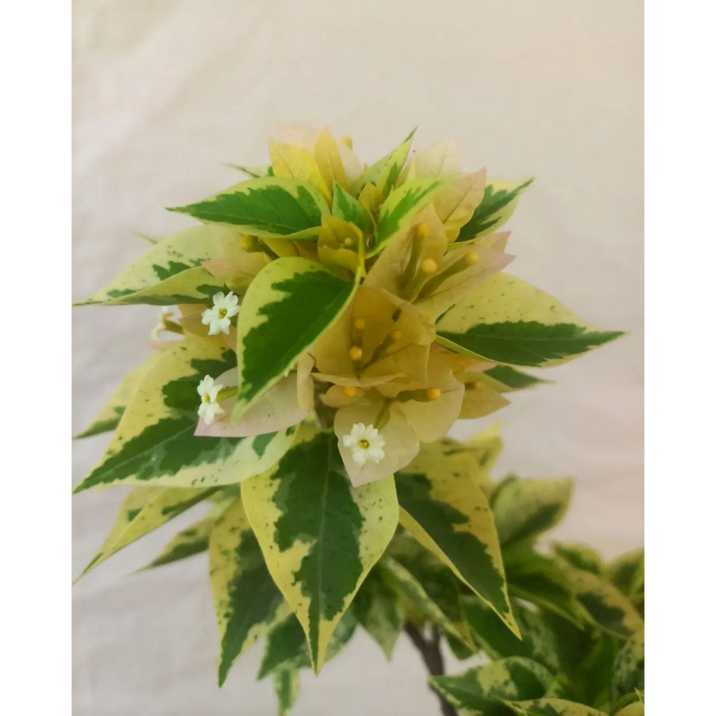 Bougenville Singapore Varigata Kuning