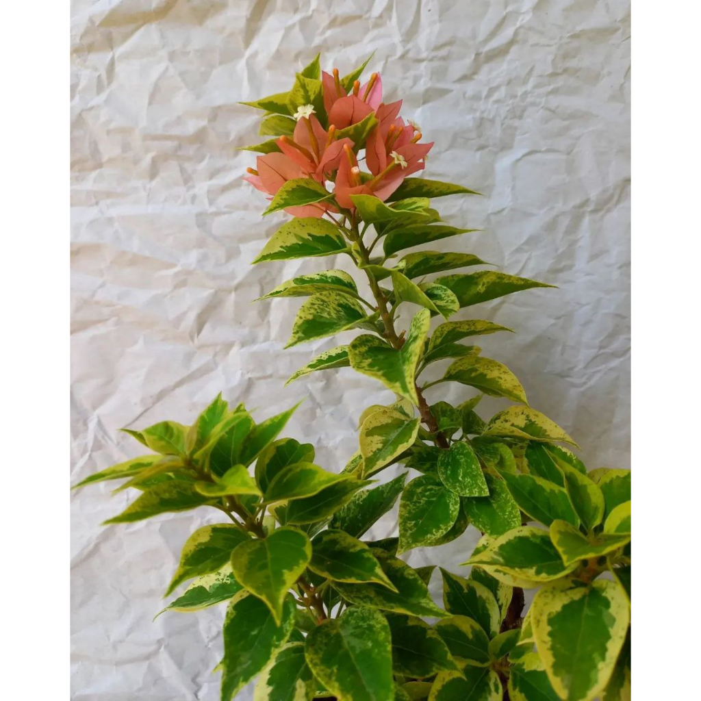 Bougenville Singapore Varigata Peach