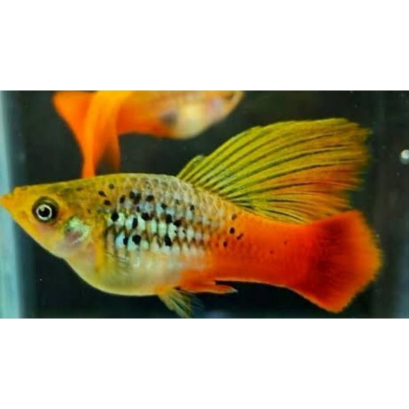platy cendrawasih  acessoris aquarium
