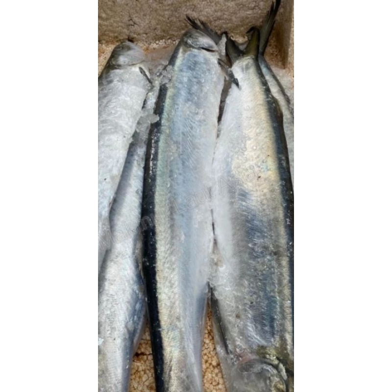 

ikan perang" seger dan press per 1kg